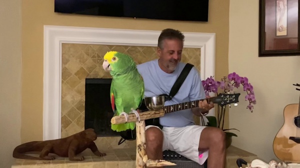 Tico, il pappagallo che canta i classici del rock